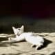 3 Month white cat with black patches.
