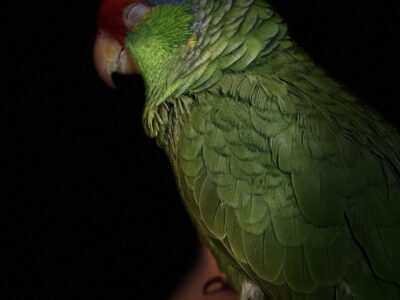 Red Crowned Amazon Parrot