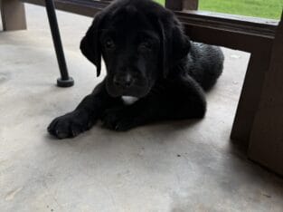 Lab puppies