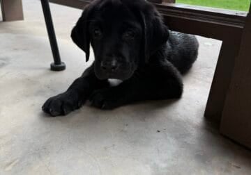 Lab puppies