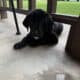 Lab puppies