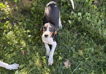 Walker/Bluetick mix coon dog
