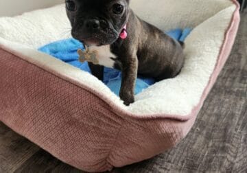 Frenchton puppy