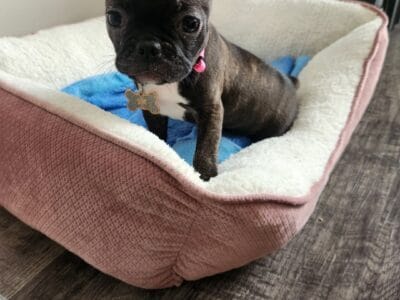 Frenchton puppy