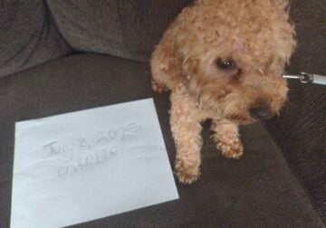 Charlie the teacup poodle