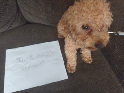 Charlie the teacup poodle