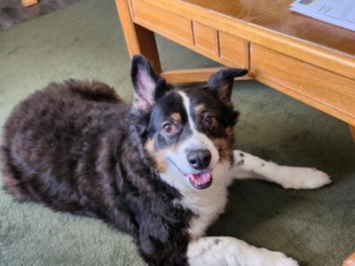 Australian Shepherd
