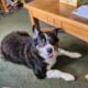 Australian Shepherd