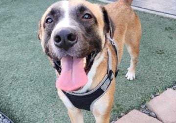 Akita/German Shepard Mix for Adoption