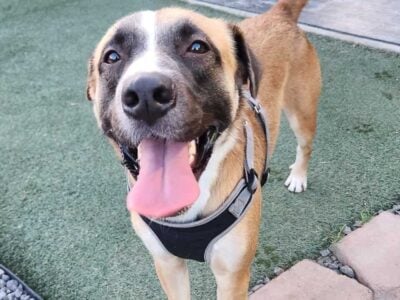 Akita/German Shepard Mix for Adoption