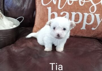 Morkie female