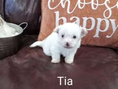 Morkie female