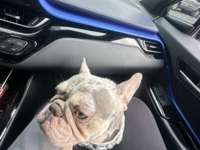 Playful & Loving Frenchie