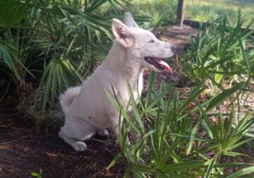American Akita Girl Puppy – SNOW WHITE