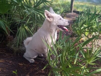 American Akita Girl Puppy – SNOW WHI  ...