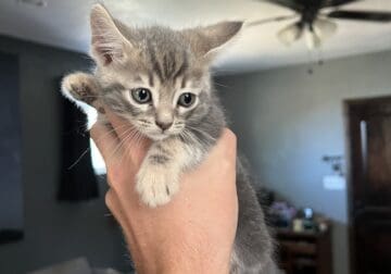 Kittens