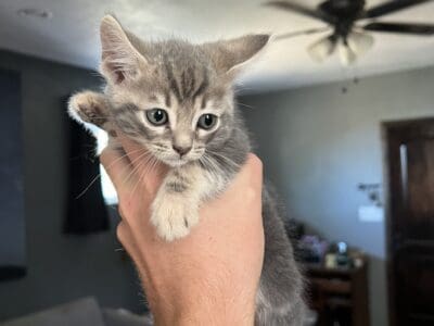 Kittens