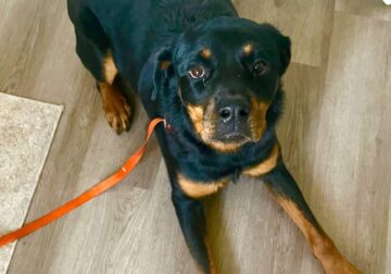 2 year old Rottweiler