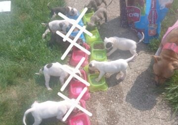 5 female pit puppies