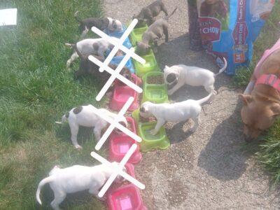 5 female pit puppies