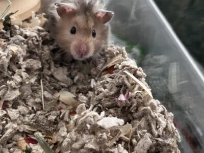 Syrian hamster