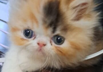 Persian kittens