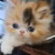 Persian kittens