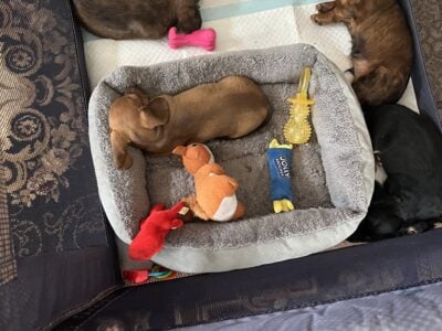 4 Miniature long-haired dachshunds one short hair