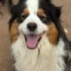 Australian Shepherd Aussie