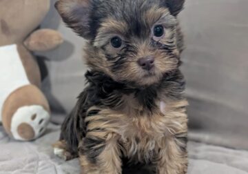 Chocolate Yorkie Female