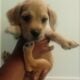 Adorable Small Breeds