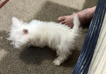 Sweet and lively Westie looking for a good home