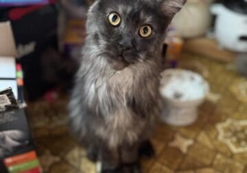 European Mainecoon