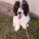 Super Sweet AKC Standard Poodle