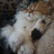 Persian kittens