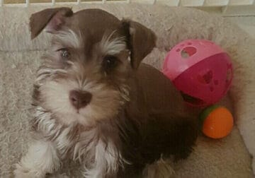 Mini schnauzer, fluffy girl