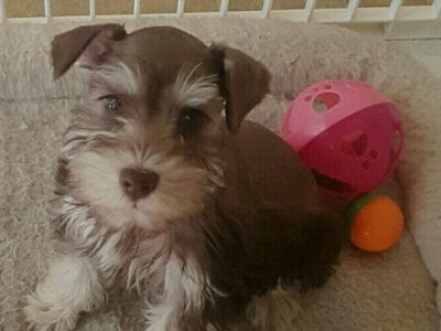 Mini schnauzer, fluffy girl