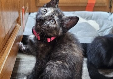 7 KITTENS *URGENTLY NEED HOMES