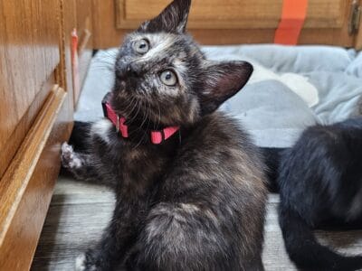 7 KITTENS *URGENTLY NEED HOMES