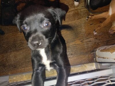 Chihuahua and pit terrier puppies