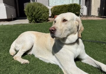 Yellow Full Breed Lab