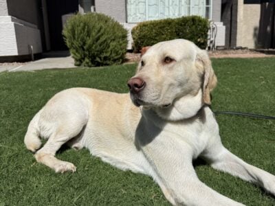 Yellow Full Breed Lab
