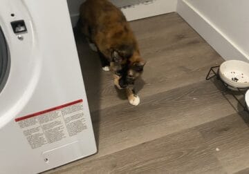 Free cat