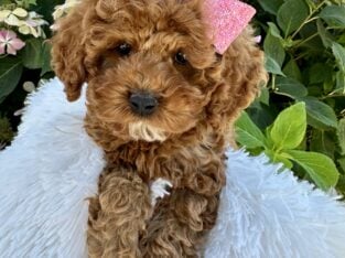 Cockapoo Litter Beautiful and Family raised