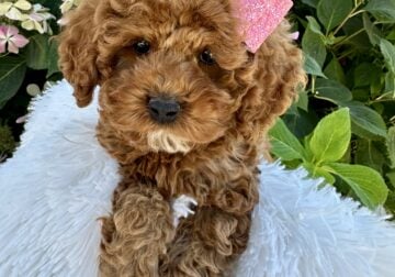Cockapoo Litter Beautiful and Family raised