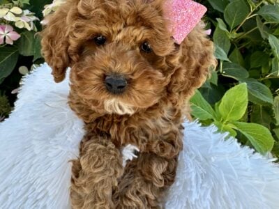 Cockapoo Litter Beautiful and Family raise  ...