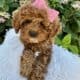 Cockapoo Litter Beautiful and Family raised