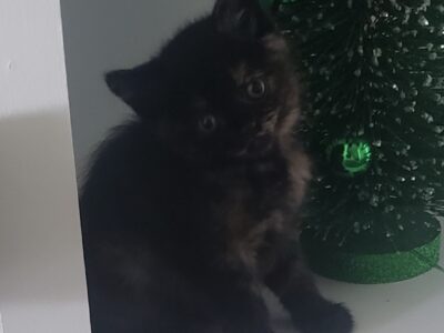 Rehoming Coffee, a Half-Persian Kitten