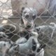 Blue healer’s