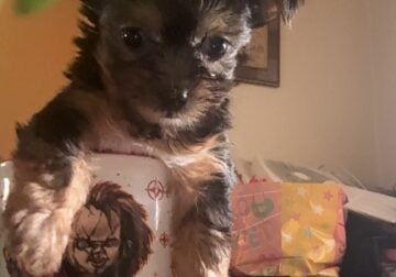Teacup Yorkie
